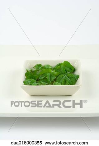 Aquatic plant in dish View Large Photo Image Stock Photography - Aquatic plant in dish. Fotosearch
