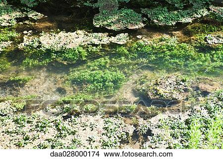 Picture - Aquatic plants growing in water, close-up. Fotosearch