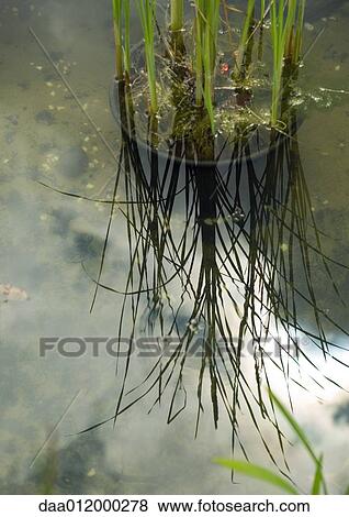 Stock Photo - Aquatic plants, reflected in surface of water. Fotosearch