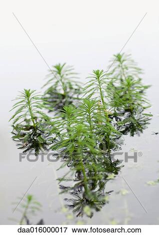Aquatic plants View Large Photo Image Stock Photo - Aquatic plants. Fotosearch