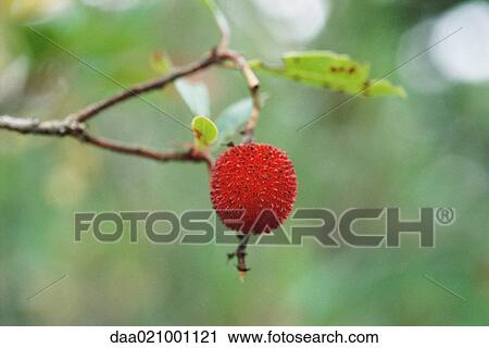 Arbutus berry on tree, close-up View Large Photo Image Stock Image - Arbutus berry on tree, close-up. Fotosearch