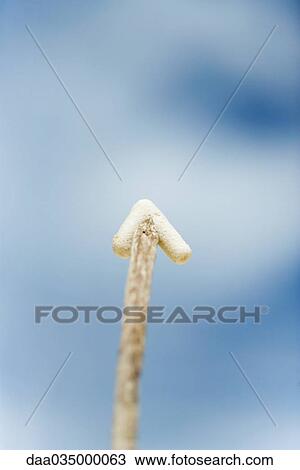 Arrow-shaped stick pointing up View Large Photo Image Stock Image - Arrow-shaped stick pointing up. Fotosearch