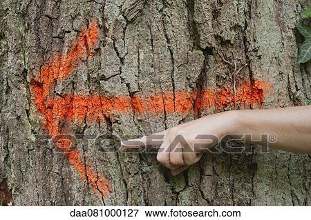 Arrow sign spray painted on tree trunk, hand pointing in same direction View Large Photo Image Stock Photo - Arrow sign spray painted on tree trunk, hand pointing in same direction. Fotosearch