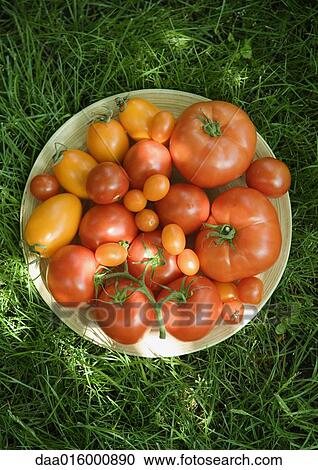 Stock Image - Assortment of tomatoes in bowl, on grass, high angle view. Fotosearch