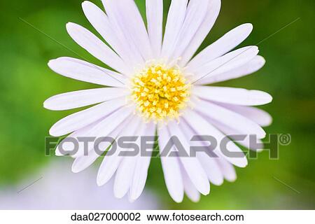 Aster View Large Photo Image Stock Image - Aster. Fotosearch