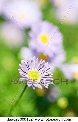 Aster View Large Photo Image Stock Image - Aster. Fotosearch