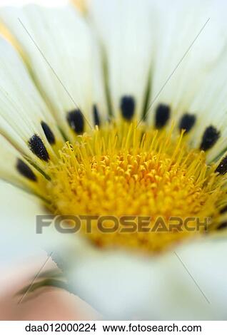 Picture - Aster, Zulu Prince. Fotosearch