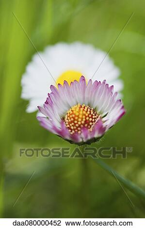 Asters, close-up View Large Photo Image Stock Image - Asters, close-up. Fotosearch