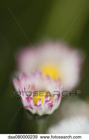 Asters, close-up View Large Photo Image Stock Photo - Asters, close-up. Fotosearch