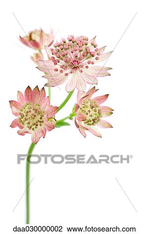 Stock Image - Astrantia flowers on white background, close-up. Fotosearch