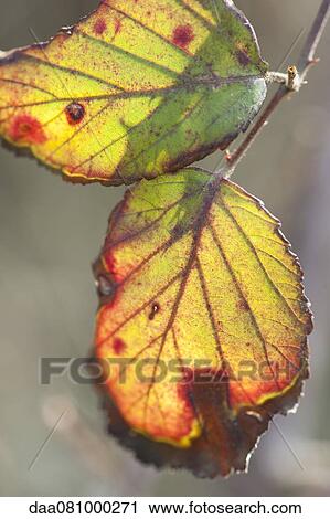 Stock Image - Autumn leaves, close-up. Fotosearch