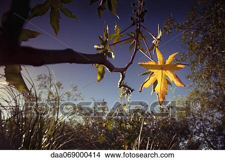Autumn leaves on sweet gum tree View Large Photo Image Picture - Autumn leaves on sweet gum tree. Fotosearch