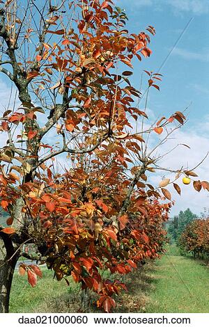 Stock Image - Autumnal apple tree. Fotosearch