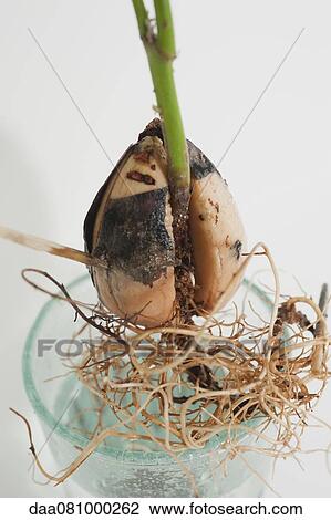 Avocado seed with seedling growing out View Large Photo Image Stock Image - Avocado seed with seedling growing out. Fotosearch