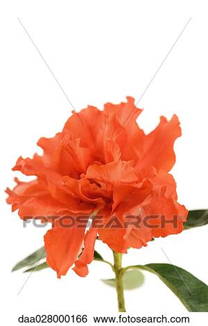 Azalea flower View Large Photo Image Stock Photograph - Azalea flower. Fotosearch