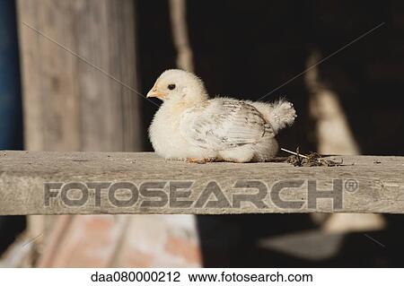 Baby chick resting on wooden beam View Large Photo Image Stock Image - Baby chick resting on wooden beam. Fotosearch