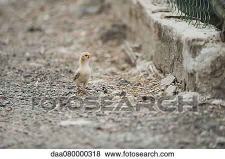 Baby chicken View Large Photo Image Stock Photo - Baby chicken. Fotosearch