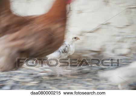Baby chickens walking with hen View Large Photo Image Stock Photography - Baby chickens walking with hen. Fotosearch