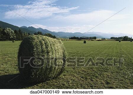 Bales of hay in field, Cerdanya, Pyrenees, Spain View Large Photo Image Stock Photo - Bales of hay in field, Cerdanya, Pyrenees, Spain. Fotosearch