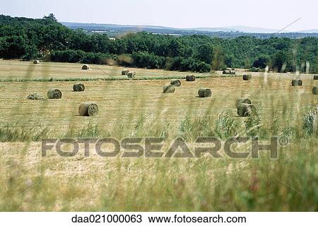 Bales of hay in field View Large Photo Image Stock Image - Bales of hay in field. Fotosearch