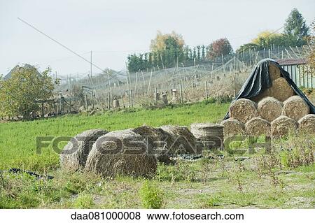Stock Photo - Bales of hay in field. Fotosearch