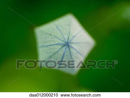 Balloon flower bud View Large Photo Image Stock Image - Balloon flower bud. Fotosearch