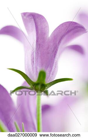 Stock Photo - Balloon flower, low angle view, close-up. Fotosearch