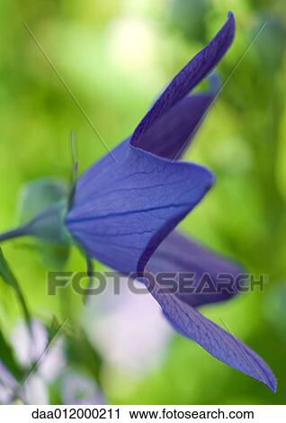Balloon flower View Large Photo Image Stock Image - Balloon flower. Fotosearch