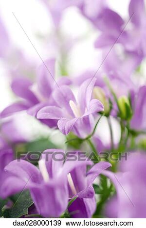 Balloon flowers, close-up View Large Photo Image Stock Photo - Balloon flowers, close-up. Fotosearch