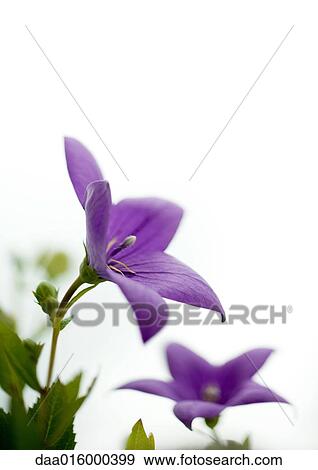 Balloon flowers View Large Photo Image Stock Photo - Balloon flowers. Fotosearch