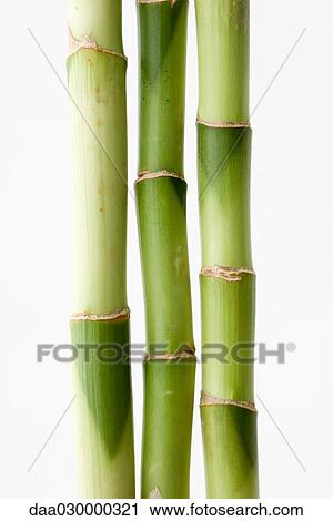 Bamboo, close-up View Large Photo Image Stock Image - Bamboo, close-up. Fotosearch