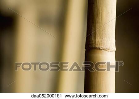 Stock Image - Bamboo, close-up. Fotosearch