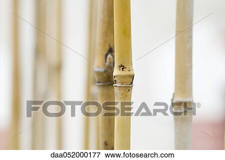 Bamboo, close-up View Large Photo Image Stock Photo - Bamboo, close-up. Fotosearch