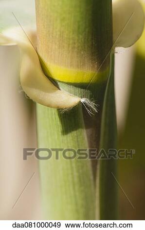 Stock Photo - Bamboo, close-up. Fotosearch
