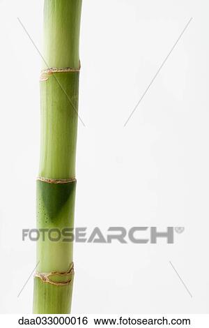 Bamboo, close-up View Large Photo Image Stock Photograph - Bamboo, close-up. Fotosearch