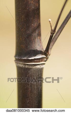 Stock Photography - Bamboo, close-up. Fotosearch