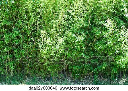 Bamboo, full frame View Large Photo Image Stock Photograph - Bamboo, full frame. Fotosearch