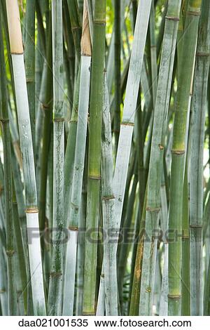 Stock Photography - Bamboo grove, close-up of stalks of bamboo. Fotosearch