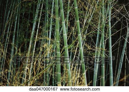 Bamboo grove, Japan View Large Photo Image Stock Photo - Bamboo grove, Japan. Fotosearch