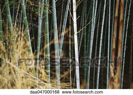 Bamboo grove, Japan View Large Photo Image Stock Photo - Bamboo grove, Japan. Fotosearch