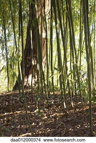 Bamboo grove View Large Photo Image Picture - Bamboo grove. Fotosearch