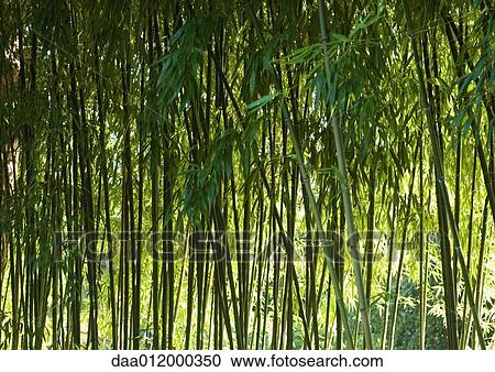 Stock Image - Bamboo grove. Fotosearch