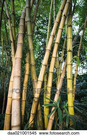 Stock Photography - Bamboo grove. Fotosearch