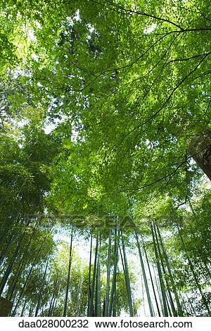 Bamboo growing in forest, low angle view View Large Photo Image Stock Image - Bamboo growing in forest, low angle view. Fotosearch
