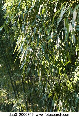 Bamboo growing View Large Photo Image Stock Photograph - Bamboo growing. Fotosearch