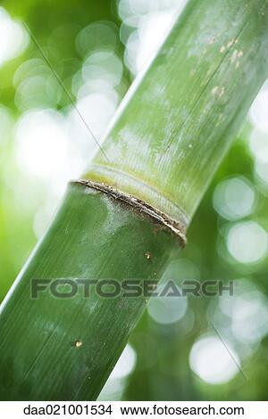 Picture - Bamboo. Fotosearch