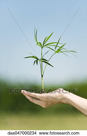 Bamboo seedling in cupped hand View Large Photo Image Picture - Bamboo seedling in cupped hand. Fotosearch