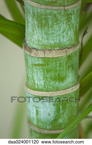 Bamboo stalk, close-up View Large Photo Image Stock Image - Bamboo stalk, close-up. Fotosearch