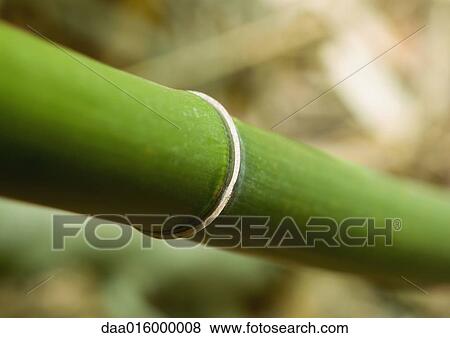 Bamboo stalk, close-up View Large Photo Image Stock Photo - Bamboo stalk, close-up. Fotosearch