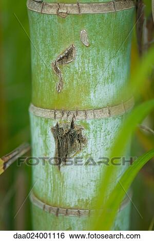 Bamboo stalk, close-up View Large Photo Image Stock Photograph - Bamboo stalk, close-up. Fotosearch